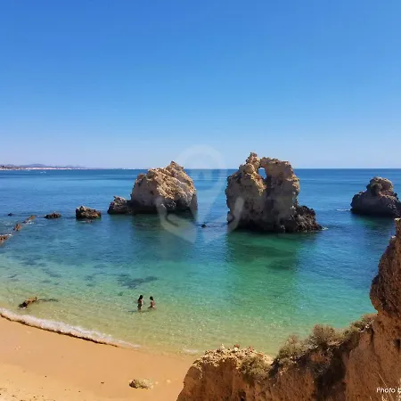 Camelia 68 At Sao Rafael -