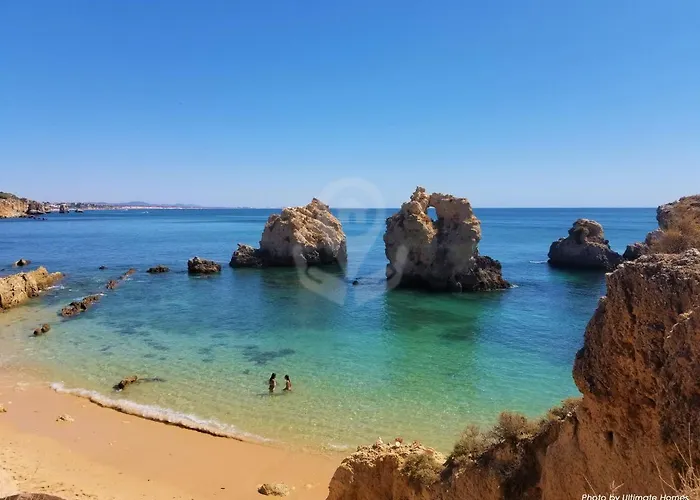 Camelia 68 At Sao Rafael -